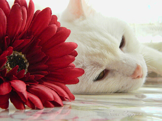 守望先锋 新版本玩法创新丰富,守望先锋新版本更新内容